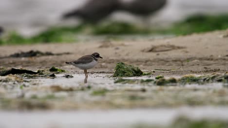 common sandpiper on the shore