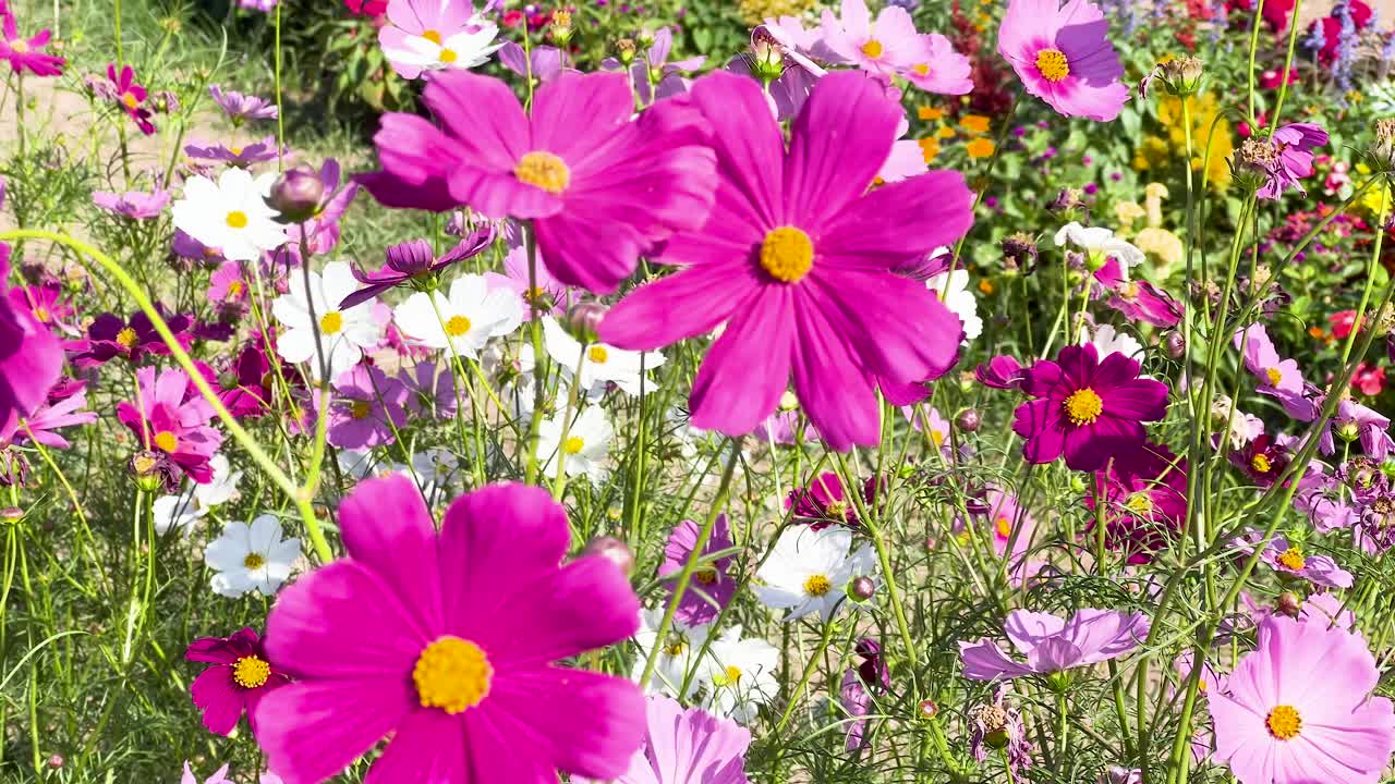 las coloridas flores del cosmos se balancean en la brisa