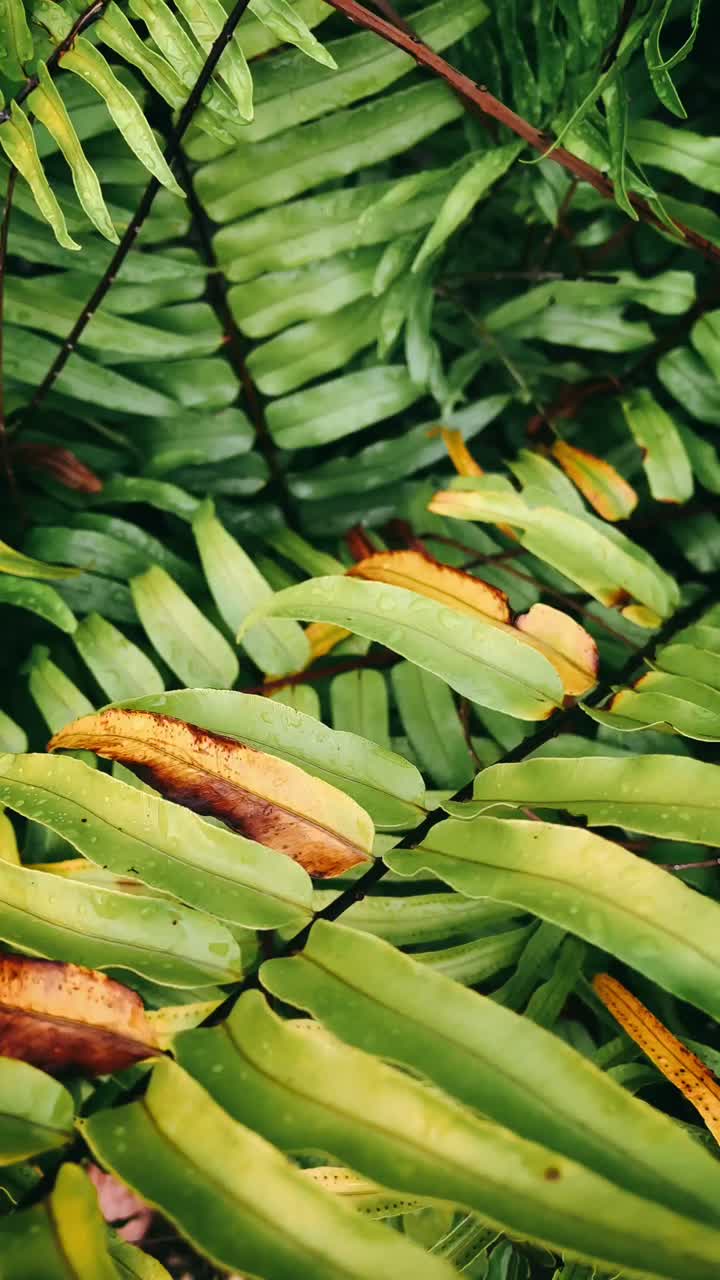 Closeup of Wet Ferns