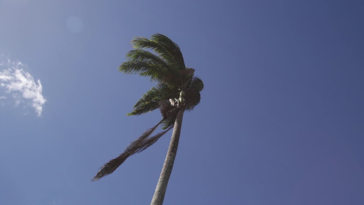 palmera ondeando en el viento con cielo azul y nubes