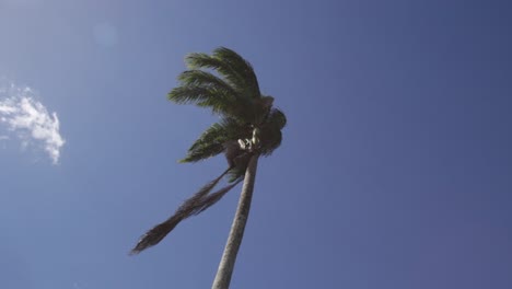 palm tree waving in the wind with blue sky and clouds