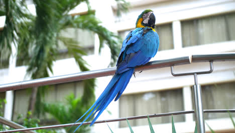 General-shot-of-a-colorful-parrot-laying-on-a-metallic-fence-1