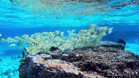 school of acanthurus triostegus - underwater side view