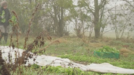 Farmer-Walking-With-Leafy-Vegetables-During-Harvest-On-A-Farm