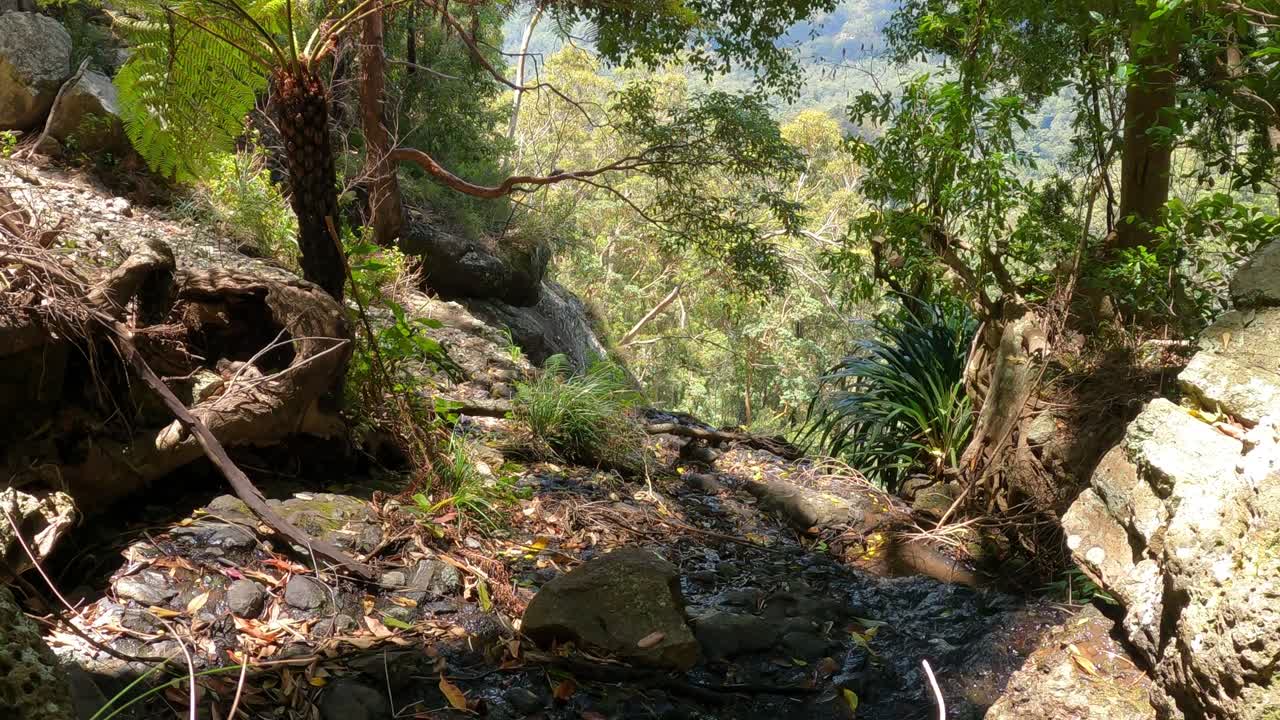 un viaje sereno a través de un arroyo de bosque exuberante