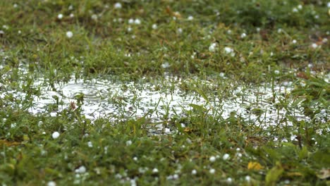 granos de granizo cayendo a la hierba de cerca