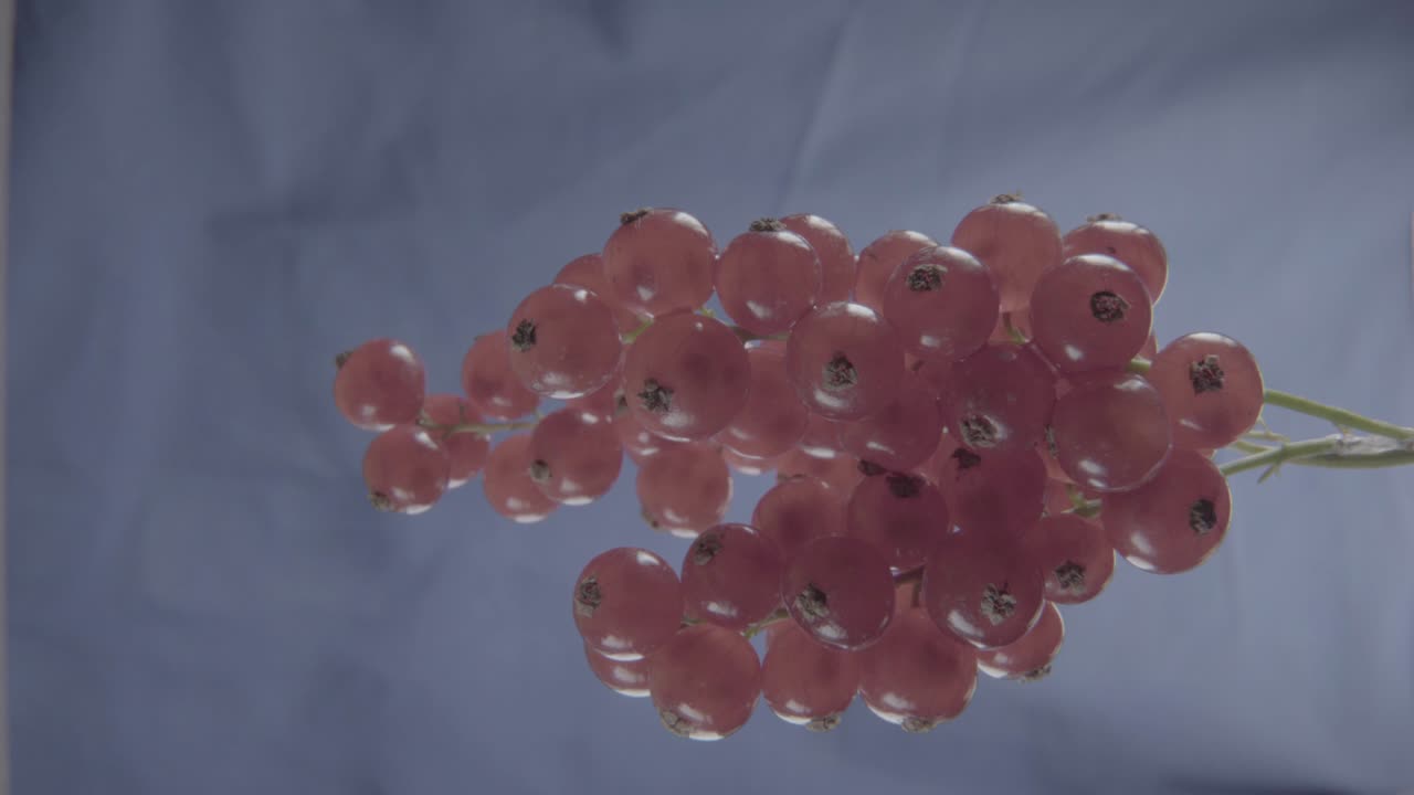 크로마 키를 위한 푸키아 스크린에 루프로 회전하는 은 크로란트