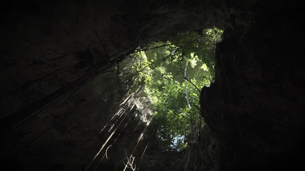 Cave hole Low-angle spin shot with beautiful branches and green trees coming inside