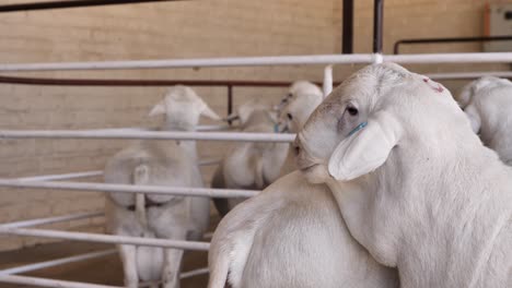 Van-Rooy-sheep-with-wattle,-cute-face-awaits-sale-at-auction,-S-Africa