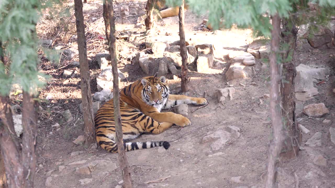 Zwierzęta trzymane w klatkach w zoo: tygrysy, tygrysy południowochińskie.