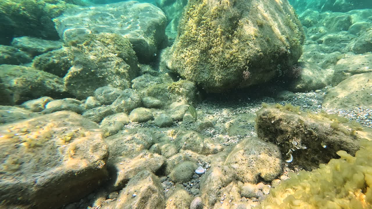 Underwater view of a small fish swimming near rocks and reef covered with algae. Concept of marine life, ecosystem, ocean nature, diving, snorkeling, and underwater exploration