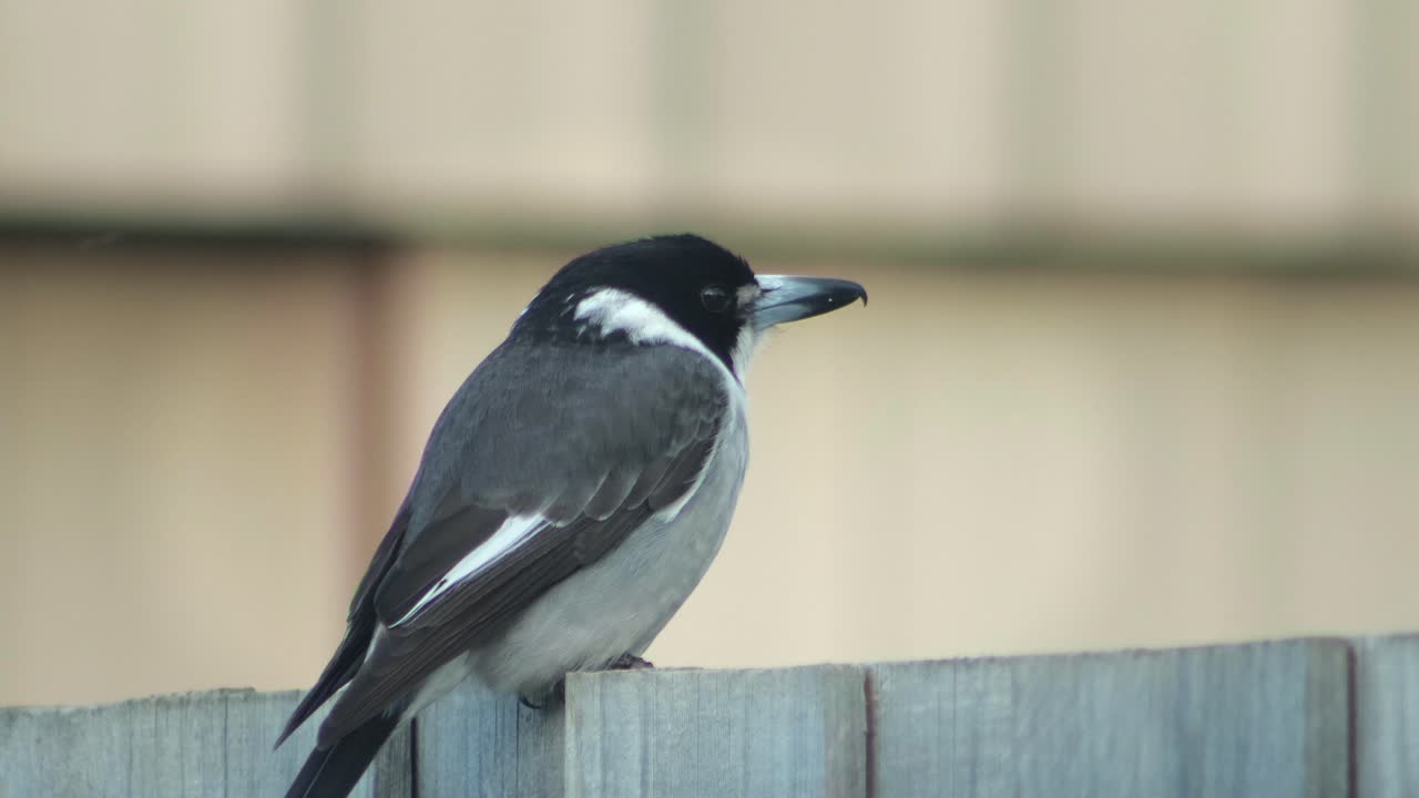 매서버드는 울타리에 앉아 머리를 천천히 움직이고 있다. - 오스트레일리아 기프스랜드, 빅토리아 마프라