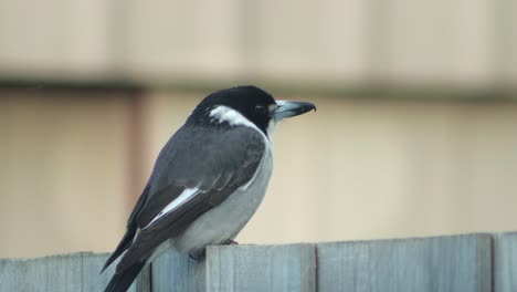 Pájaro-Carnicero-Posado-En-Una-Cerca-Moviendo-Lentamente-La-Cabeza-Australia-Gippsland-Victoria-Maffra-Primer-Plano