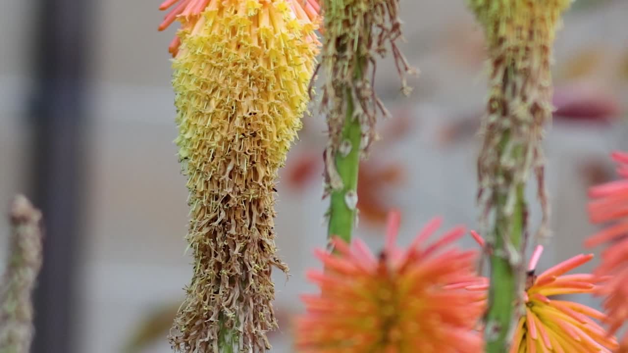 Vista dettagliata di fioriture di Kniphofia arancioni e gialle che si muovono delicatamente su uno sfondo tenue