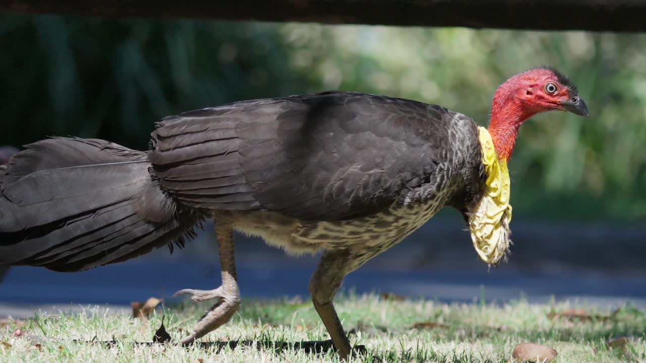 el tráfico pasa por un pavo australiano en un parque de australia en cámara lenta.