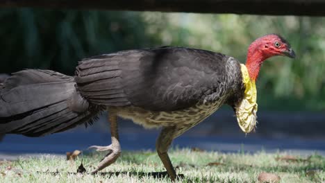 traffic passes by an australian brush turkey in a park in australia in slow motion