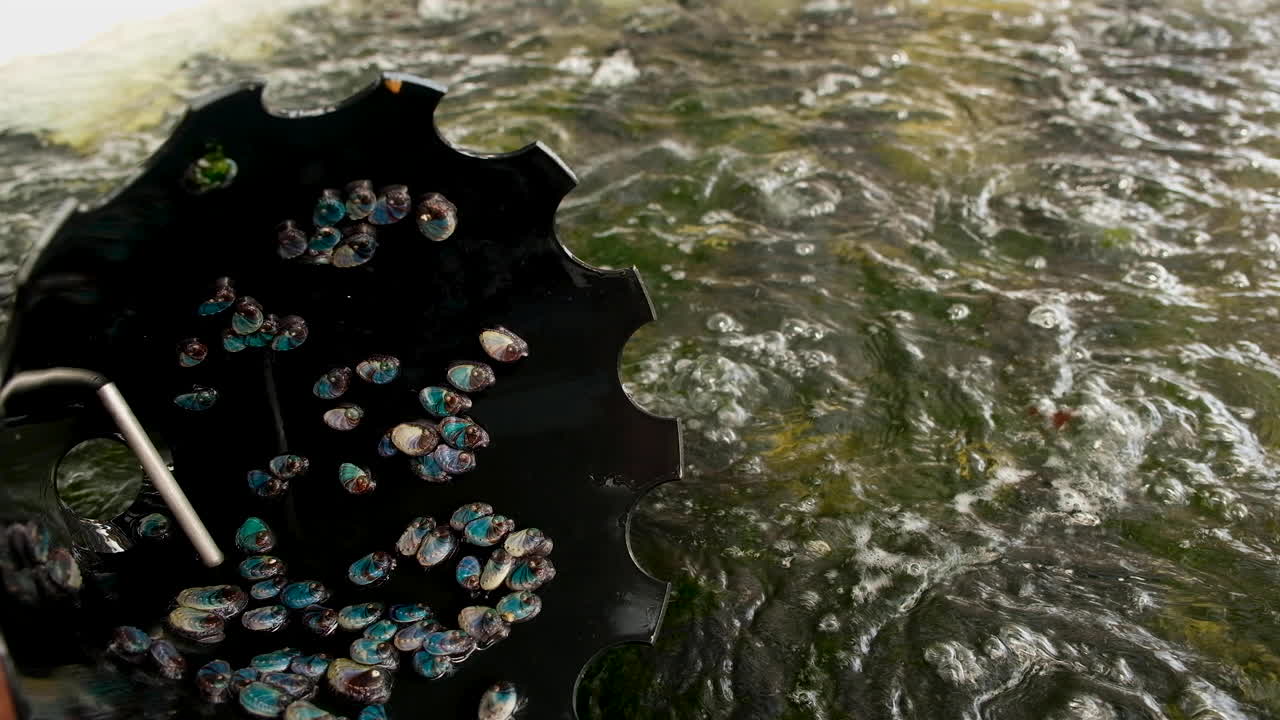 Small abalone spat gliding down inside of black cone housing; aquaculture