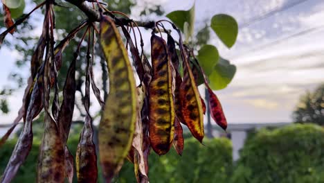 outdoors close-up shot of aged leaves with multiple colors and cloudy sky