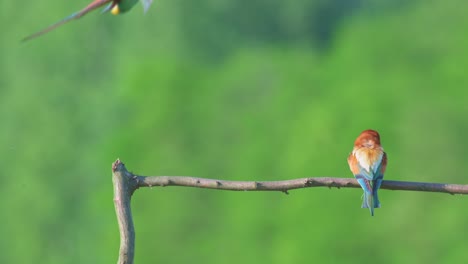 colorful birds fighting on a branch