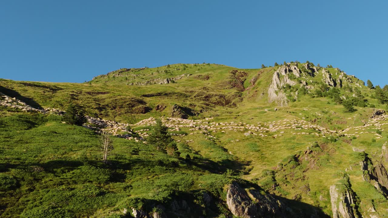 Sheep Grazing on a Mountain Hillside