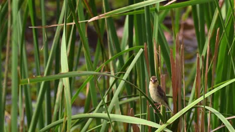 asian golden weaver, ploceus hypoxanthus