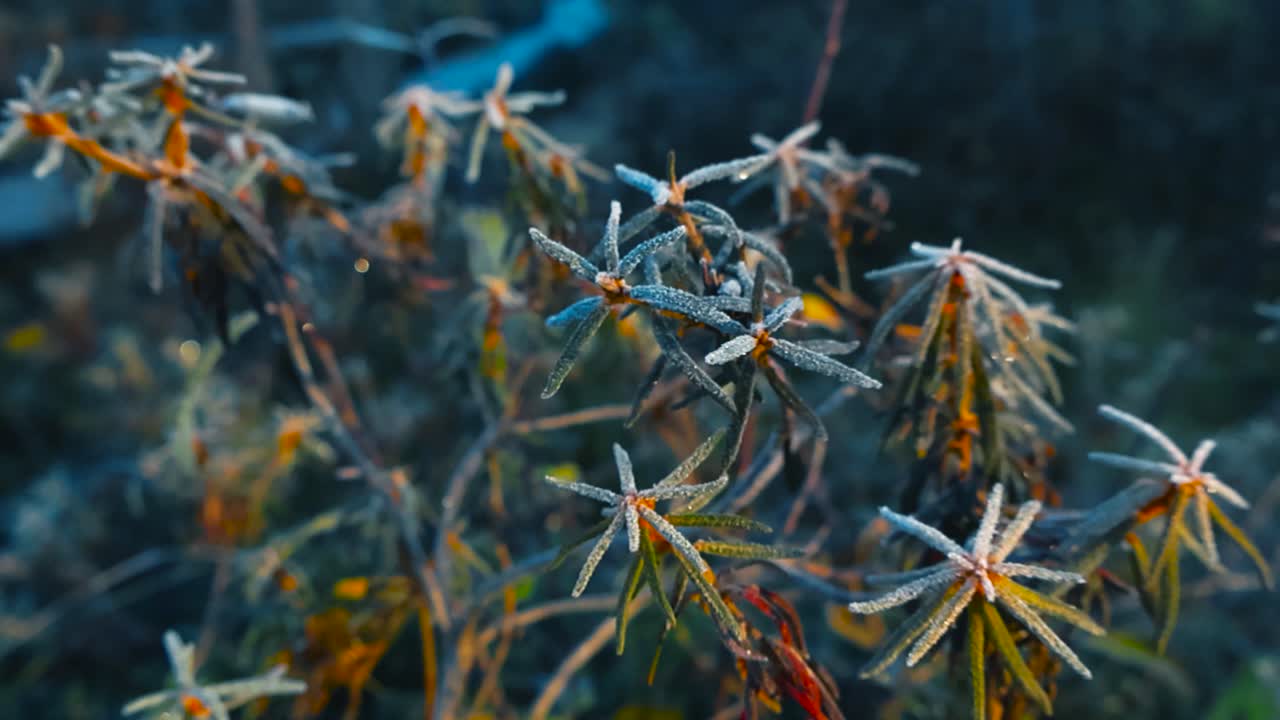 Close up view of frosty and ice covered bog or marshland wetland plants near wooden boardwalk during autumn sunrise dawn time with shallow depth of field and bokeh blurry background. Wild plants