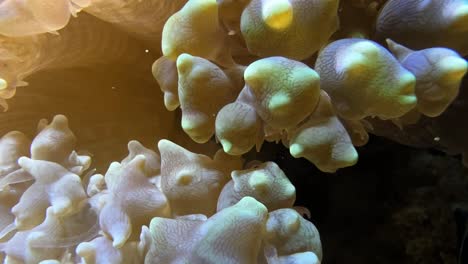 close up shot of soft corals moving in the steady flow of the water in a tank