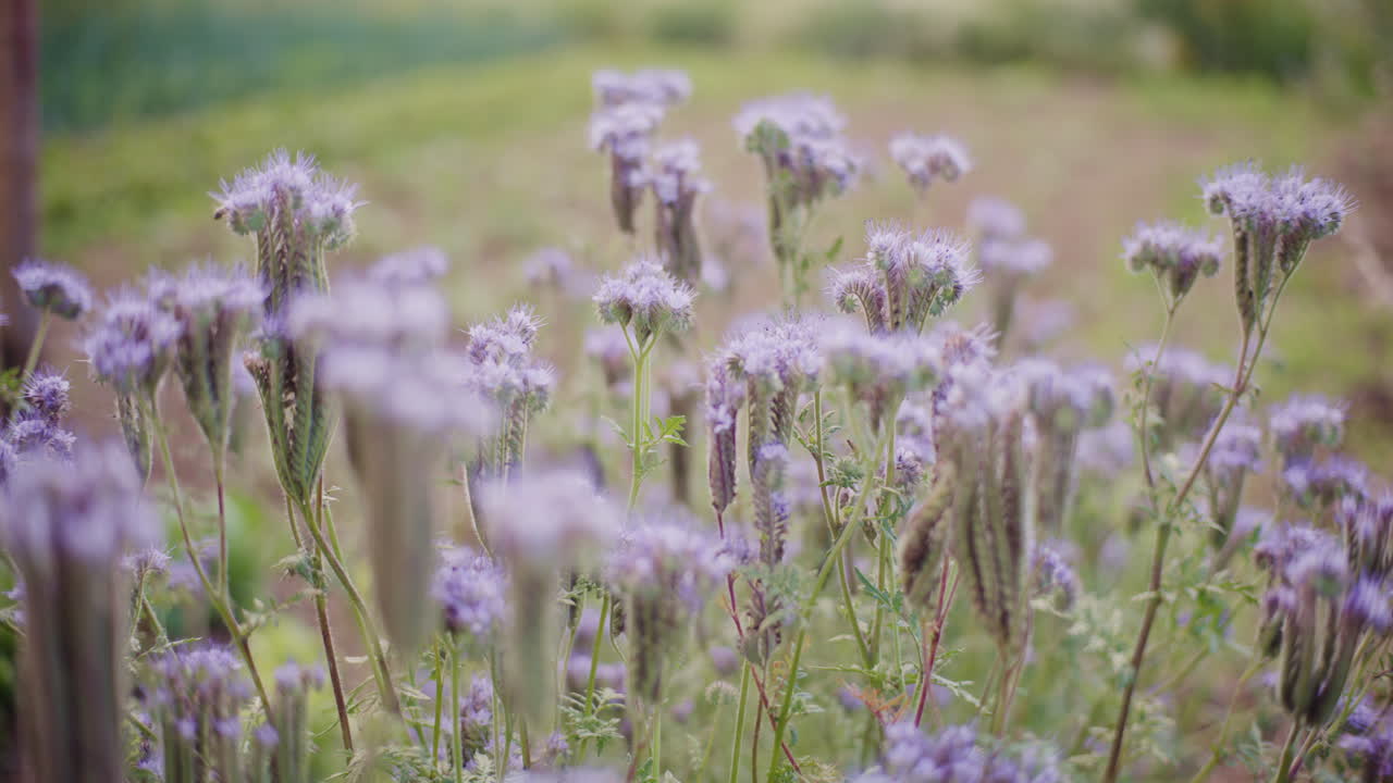 la facelia en flor en un prado de flores durante el verano.