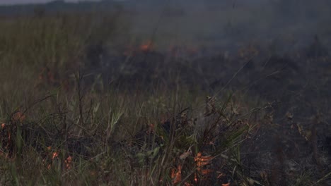 fires destroy the amazon rainforest as deforestation causes drought