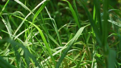 Grasbewachsene-Sonnenaufgangs-Makro-Tautropfen,-Verfolgung-Der-Rechten-Zeitlupe-4k