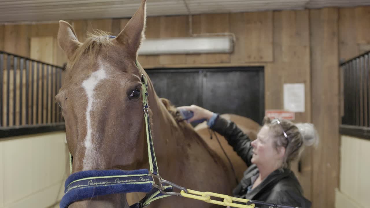 A beautiful and calm horse standing in a stable as a groom carefully shaves the hair of the horse&rsquo;s neck with electric clippers