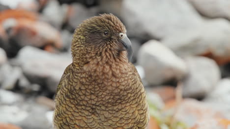 Llamativo-Plumaje-De-Un-Kea-En-Fiordland,-Nueva-Zelanda