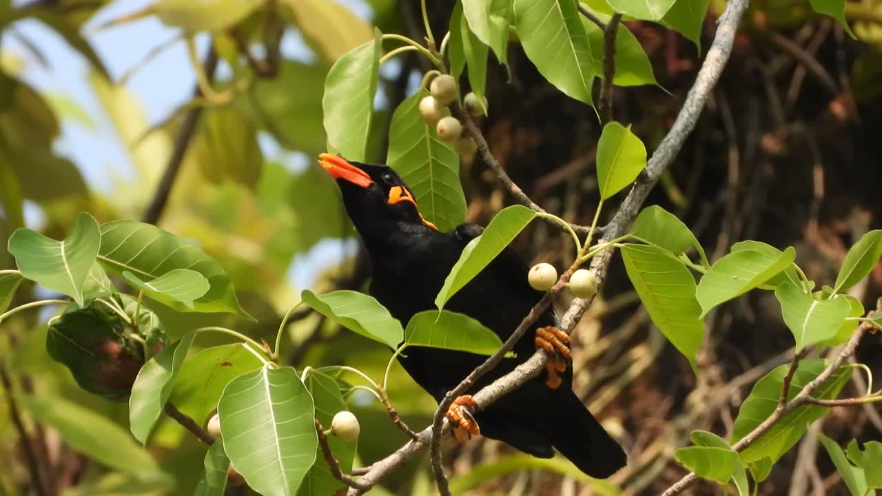 Common hill myna eating seeds ..