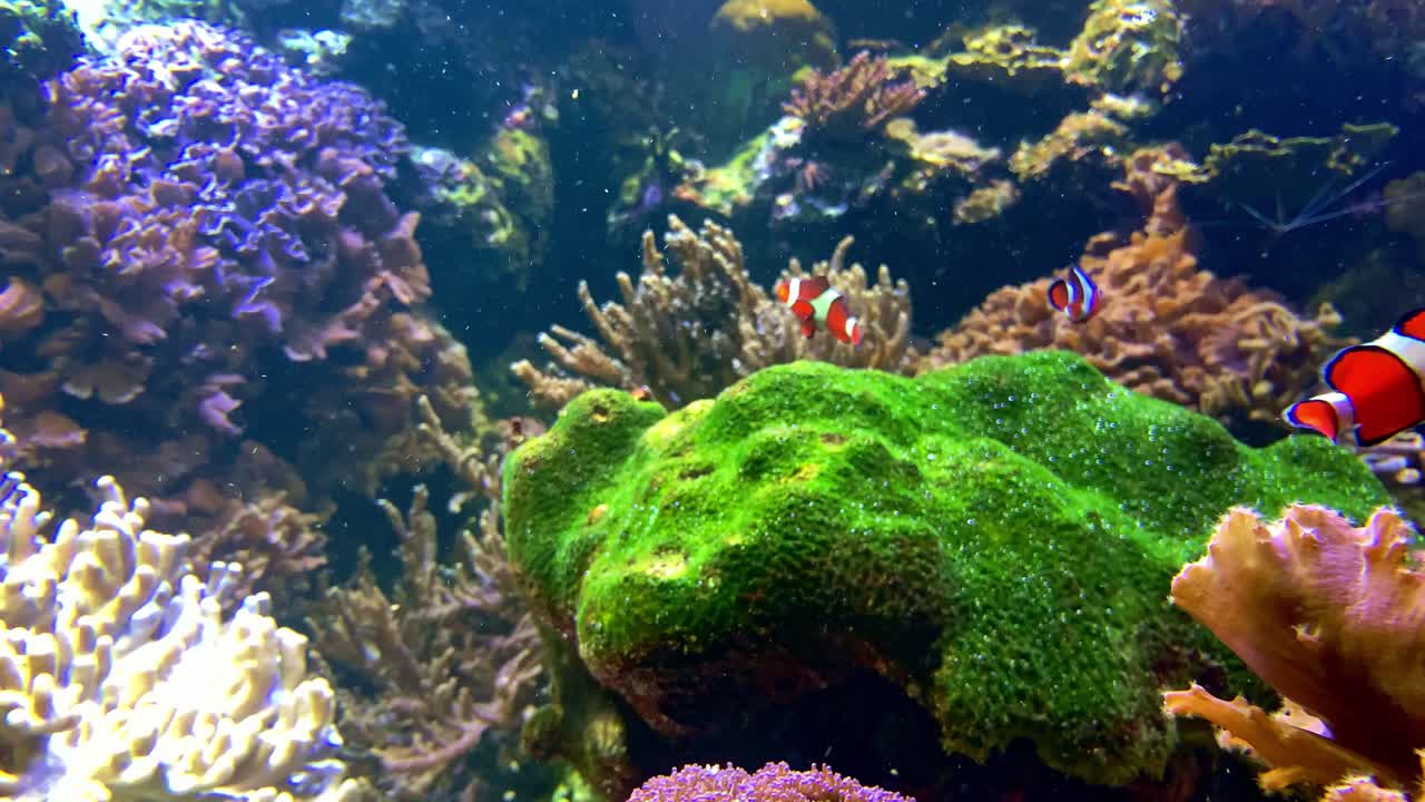 grupo de peces payaso nadando sobre corales en un ambiente de acuario
