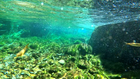 Unterwasseransicht-Von-Fischen,-Die-In-Kristallklarem-Bachwasser-Schwimmen