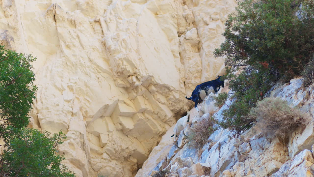 cabras escalando un acantilado rocoso