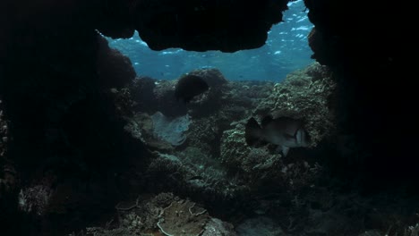 vista submarina nadando a través de un agujero natural de arrecife de coral debajo de la superficie azul del océano