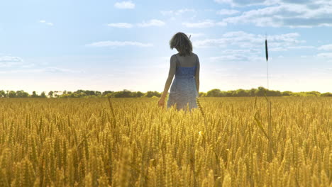 woman in wheat field. woman walking away in agriculture land at sun weather.