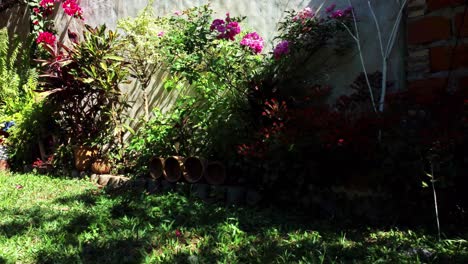 diferentes especies de plantas frescas colocadas en el jardín de su casa, paraguay