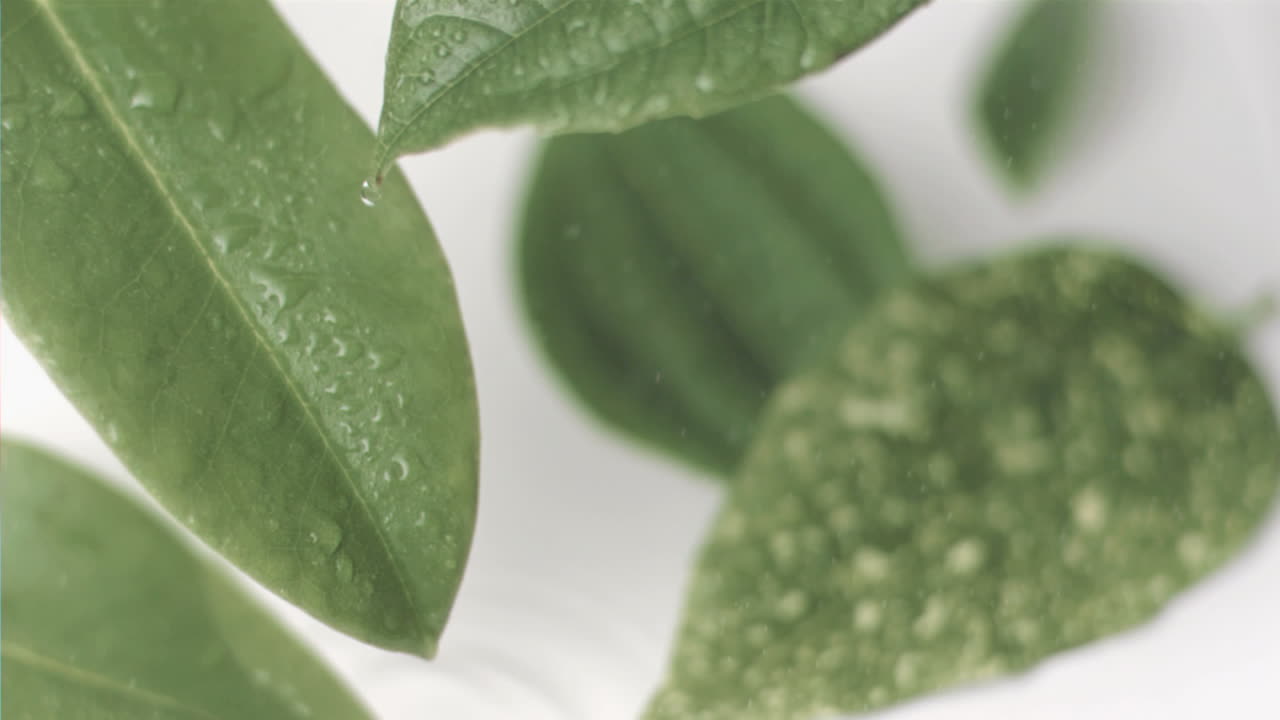 초 느린 동작으로 잎에 내리는 이슬