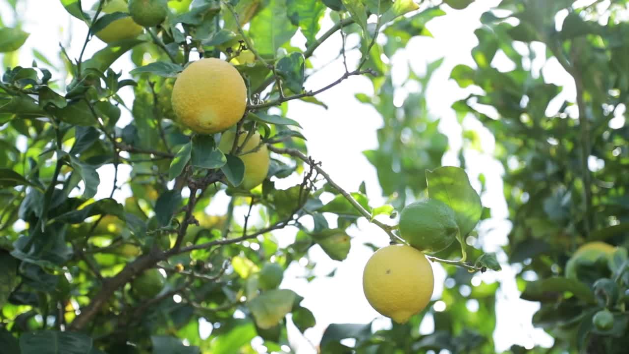Sun Light Shinning Through Leaves On Lemons Hanging On Trees