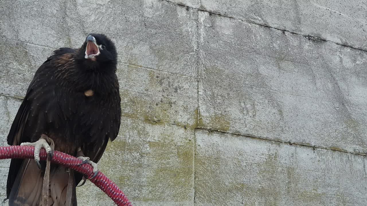 비명을 지르고 머리를 움직이는 농어에 탐욕스러운 새의 닫습니다