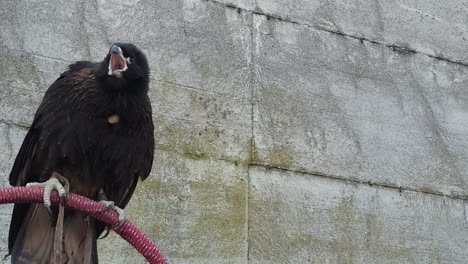 primer plano de pájaro rapaz en perca gritando y moviendo la cabeza