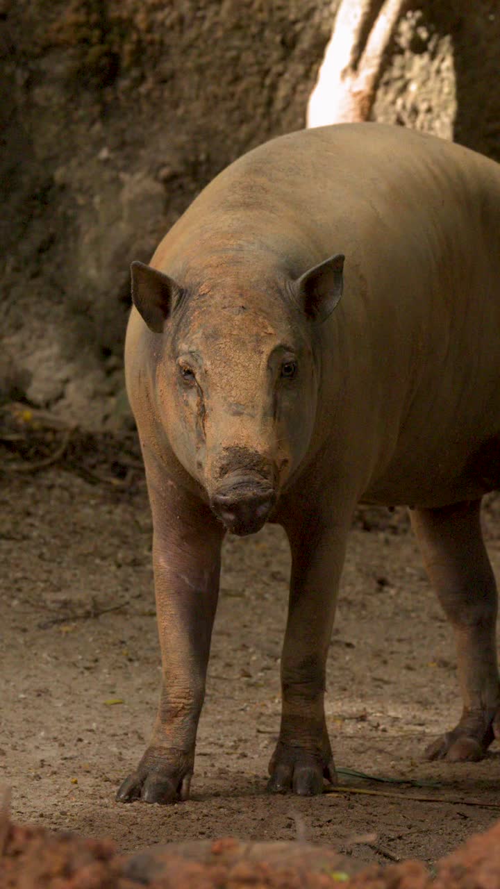 Un babirussa cammina e sta in piedi in un recinto roccioso e soleggiato in uno zoo