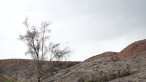 Plain-fields-after-deforestation-in-New-Zealand