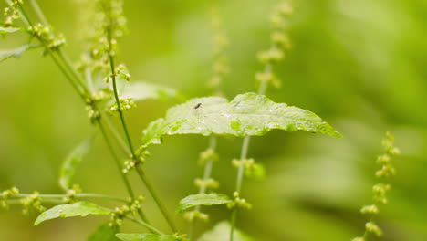 close up shot of insect on plant leaf outdoors in countryside