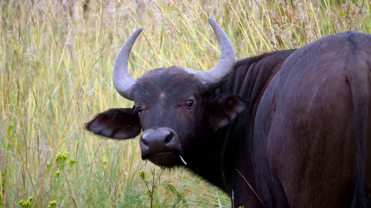 아프리카에서 구부러진 뿔이 있는 거대한 검은 버팔로는 카메라 렌즈를 직접 본다