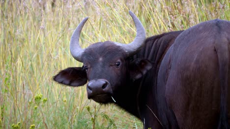 Enorme-Búfalo-Negro-Con-Cuernos-Rizados-En-África-Mira-Directamente-A-La-Lente-De-La-Cámara