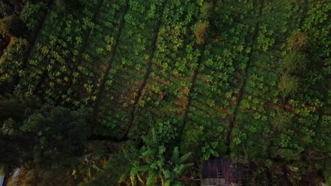 Drohnenaufnahme-Aus-Der-Vogelperspektive-Von-Tabakpflanzen,-Die-Auf-Einer-Plantage-Wachsen