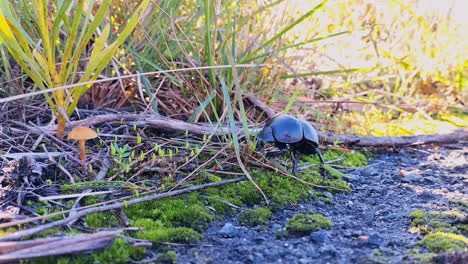 Static-shot-of-black-dung-beetle-out-in-field,-low-angle-view